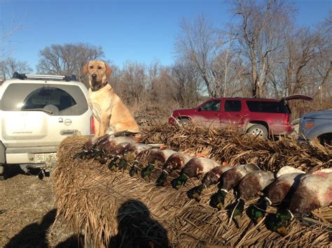 Duck season missouri - 12 Teal Season 13 Youth Waterfowl Hunting Days 14 Duck and Coot Seasons 15 Duck Hunting Zones and Season Formulas 16 Goose Seasons 17 Light Goose Conservation Order 18 Duck Identification ... Managed Waterfowl Hunting Areas 29 Other Waterfowl Hunting Areas. 30 State and Federal Regulations. 30 Wildlife Code of Missouri 36 …
